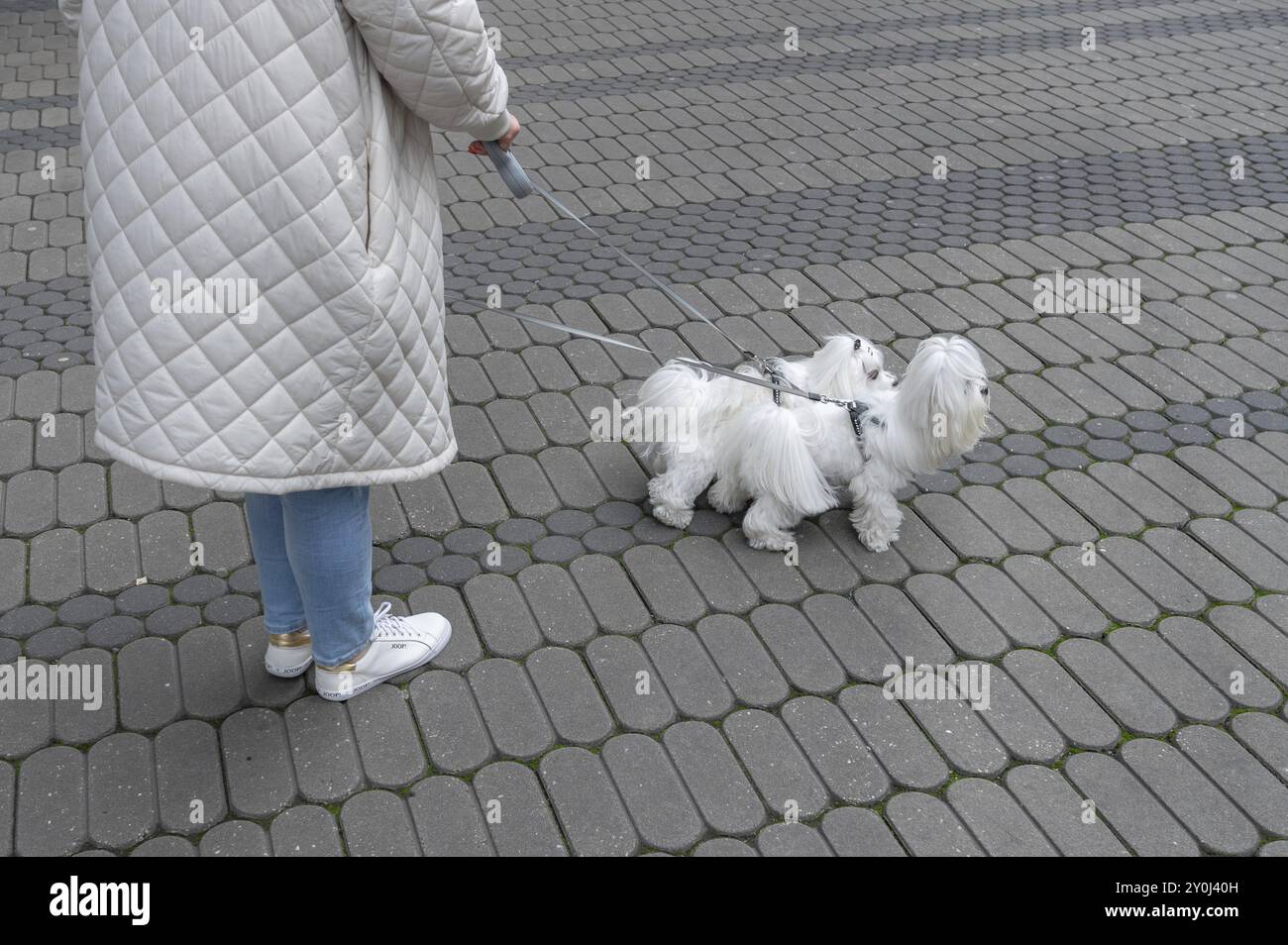 Promenade en ville avec deux chiens maltais, Nuremberg, moyenne Franconie, Bavière, Allemagne, Europe Banque D'Images