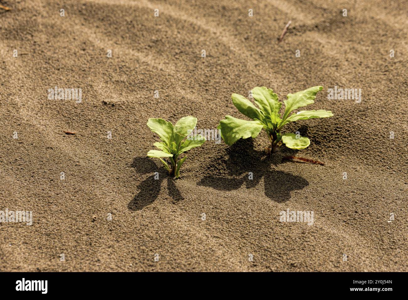 Deux petites plantes vertes sont juste à la surface du sable Banque D'Images