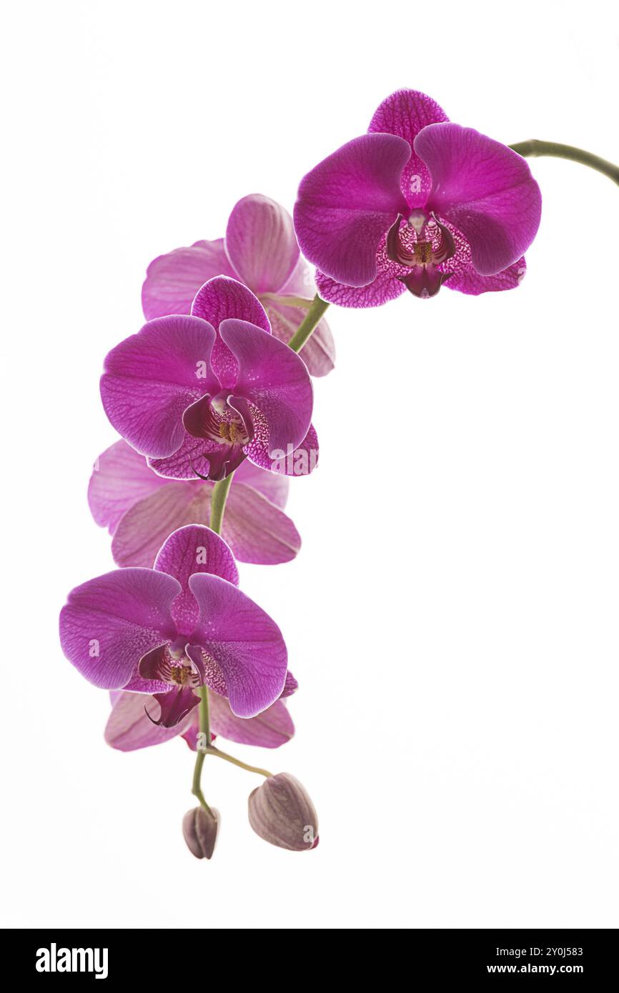 Une photo de studio de belles fleurs d'orchidée violettes sur un fond blanc brillant Banque D'Images