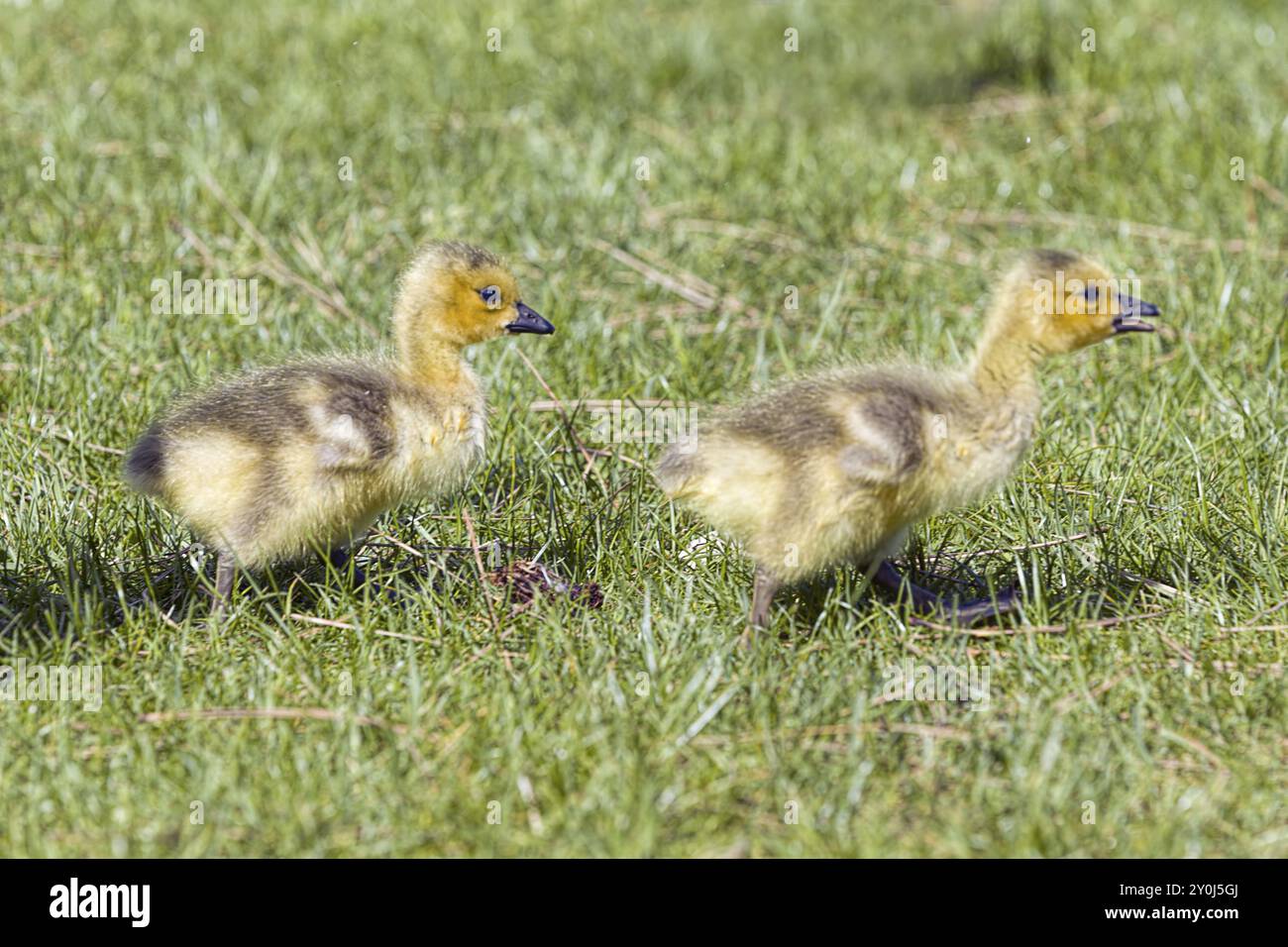 Deux jeunes oisons marchent dans l'herbe à Post Falls, Idaho Banque D'Images