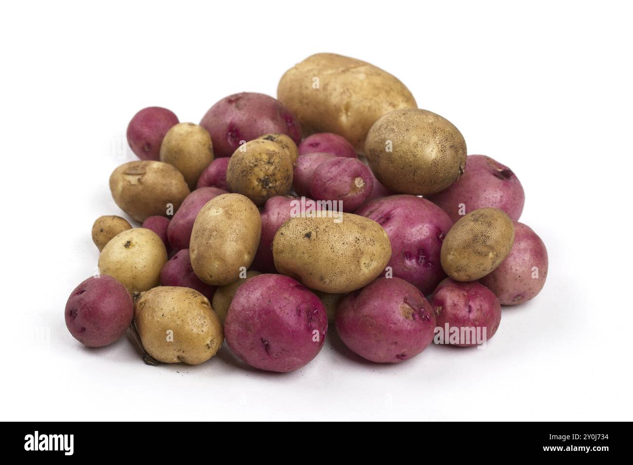 Photo rapprochée de jeunes pommes de terre rouges et jaunes fraîchement récoltées sur fond blanc Banque D'Images