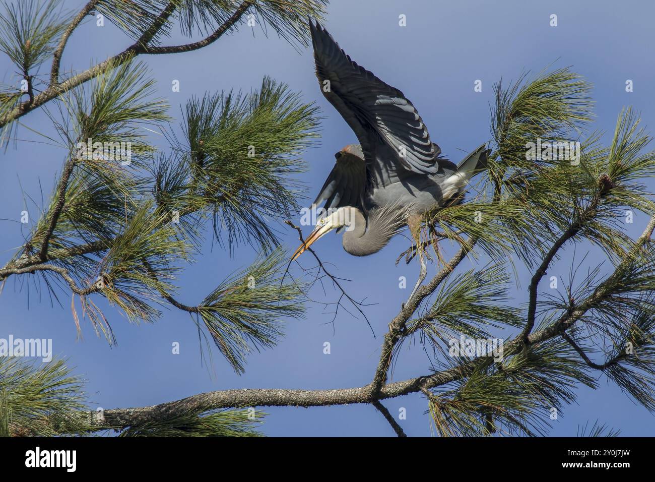 Un grand héron bleu apporte un bâton pour construire un nid dans l'arbre à Fernan, Idaho Banque D'Images