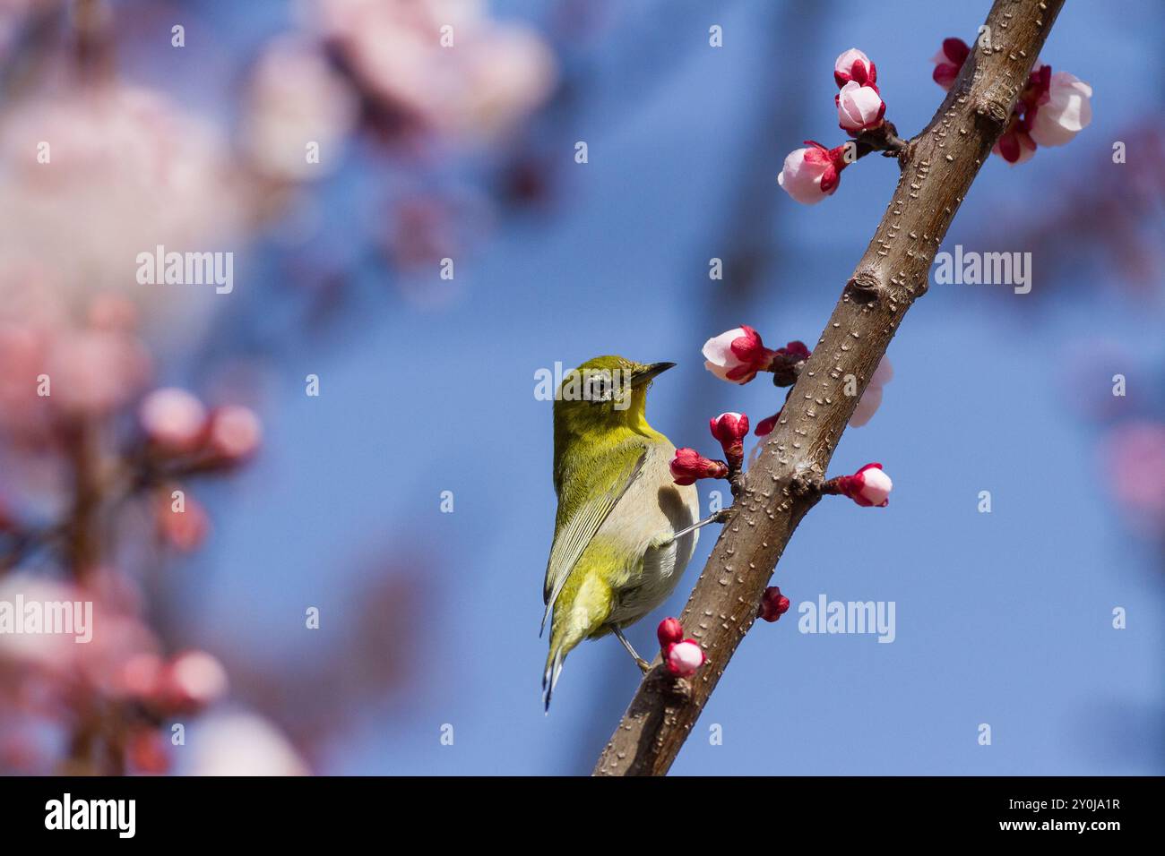 Oiseau japonais à yeux blancs se nourrissant de cerisiers en fleurs précoces dans un Yamato, Kanagawa, Japon. Banque D'Images