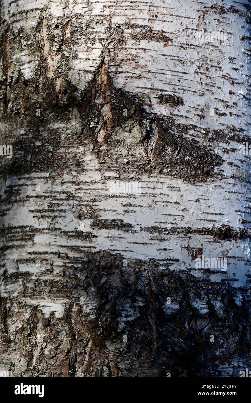 L'écorce blanche et noire d'un grand bouleau, dans le sud de la Finlande, août 2024 Banque D'Images