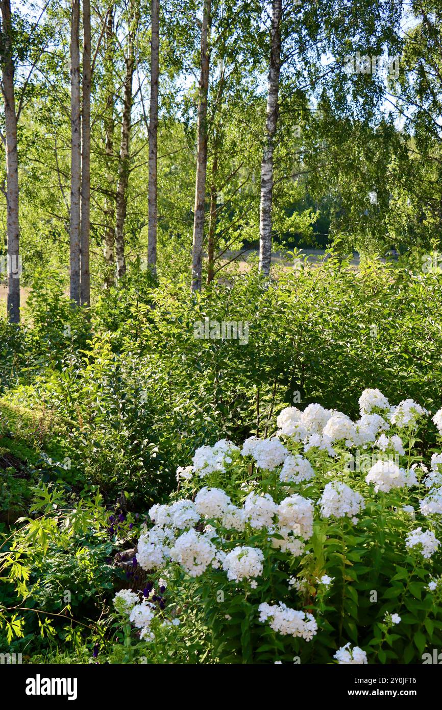 Phlox blanc dans un jardin privé dans le sud de la Finlande en août 2024 Banque D'Images