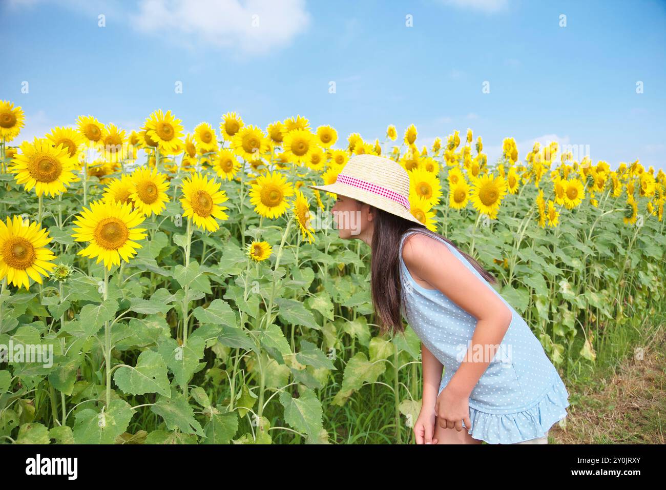 Fille à la recherche d'abeilles dans le champ de tournesol Banque D'Images