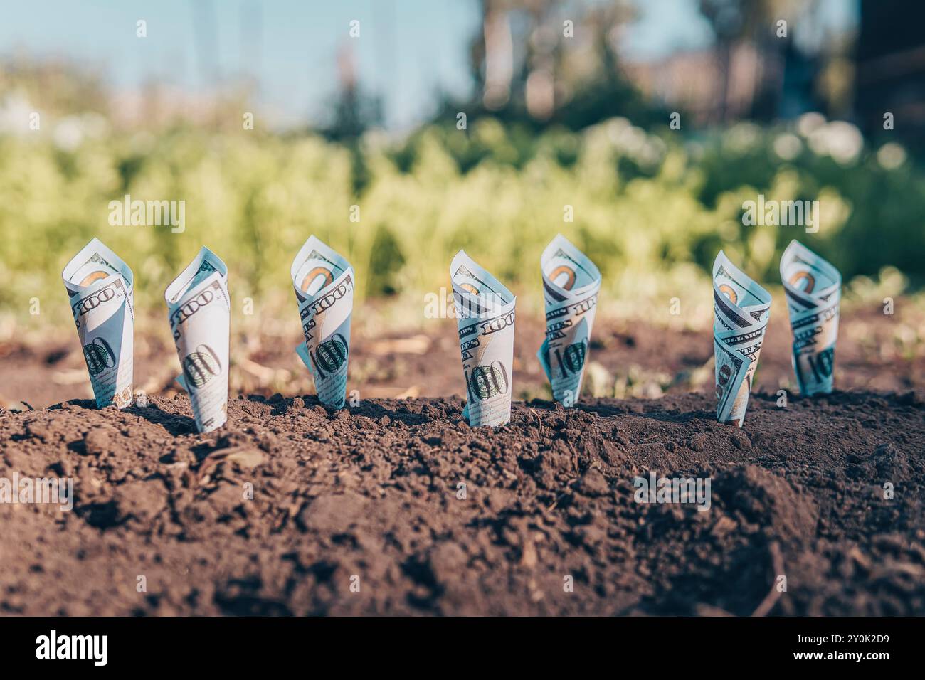 Image de billets de banque enroulés autour des plantes sur le sol pour les affaires, l'épargne, la croissance, le concept économique. Production agricole rentable Banque D'Images