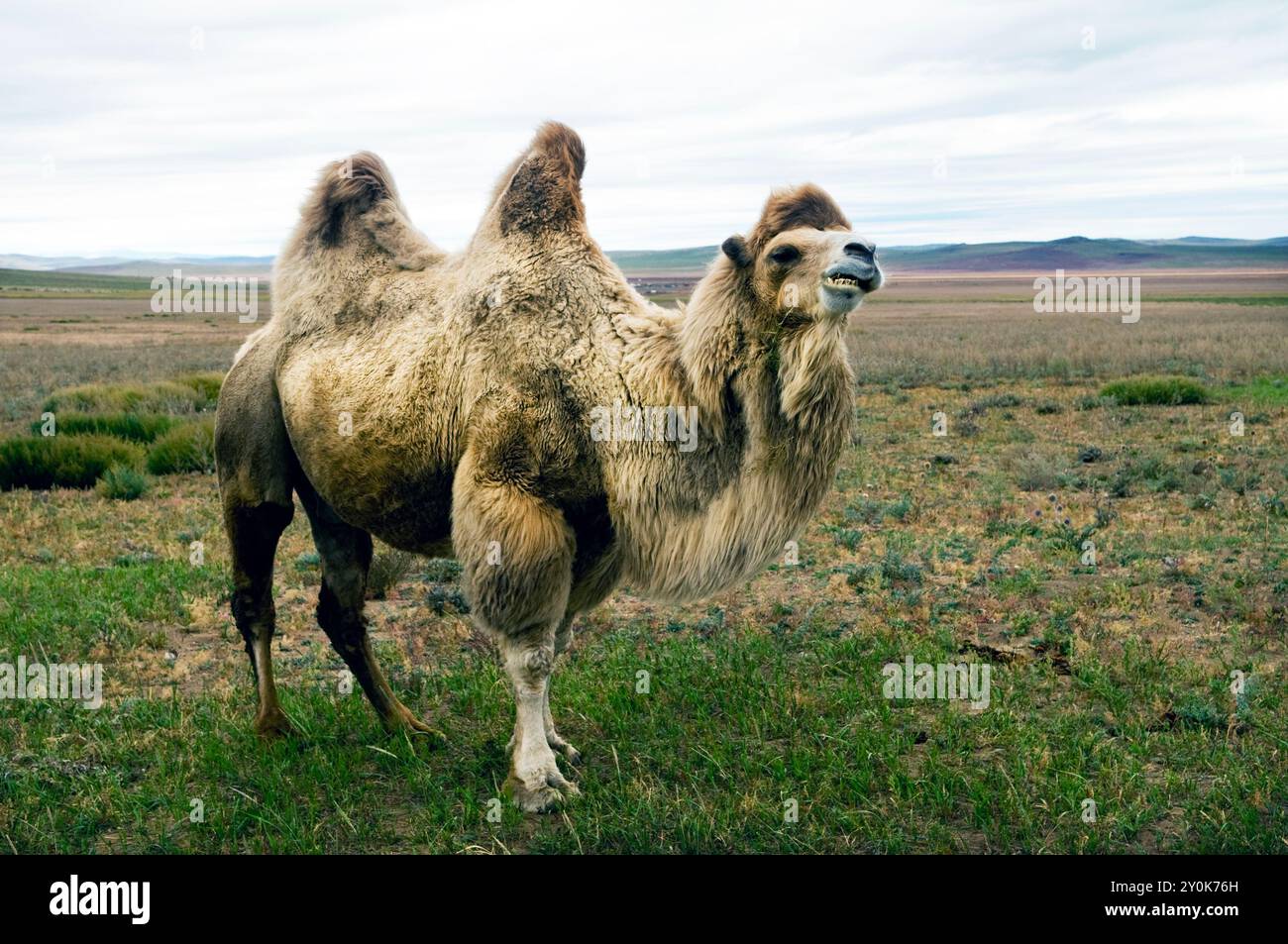 Un chameau bactrien dans les prairies mongoles du centre de la Mongolie. Banque D'Images