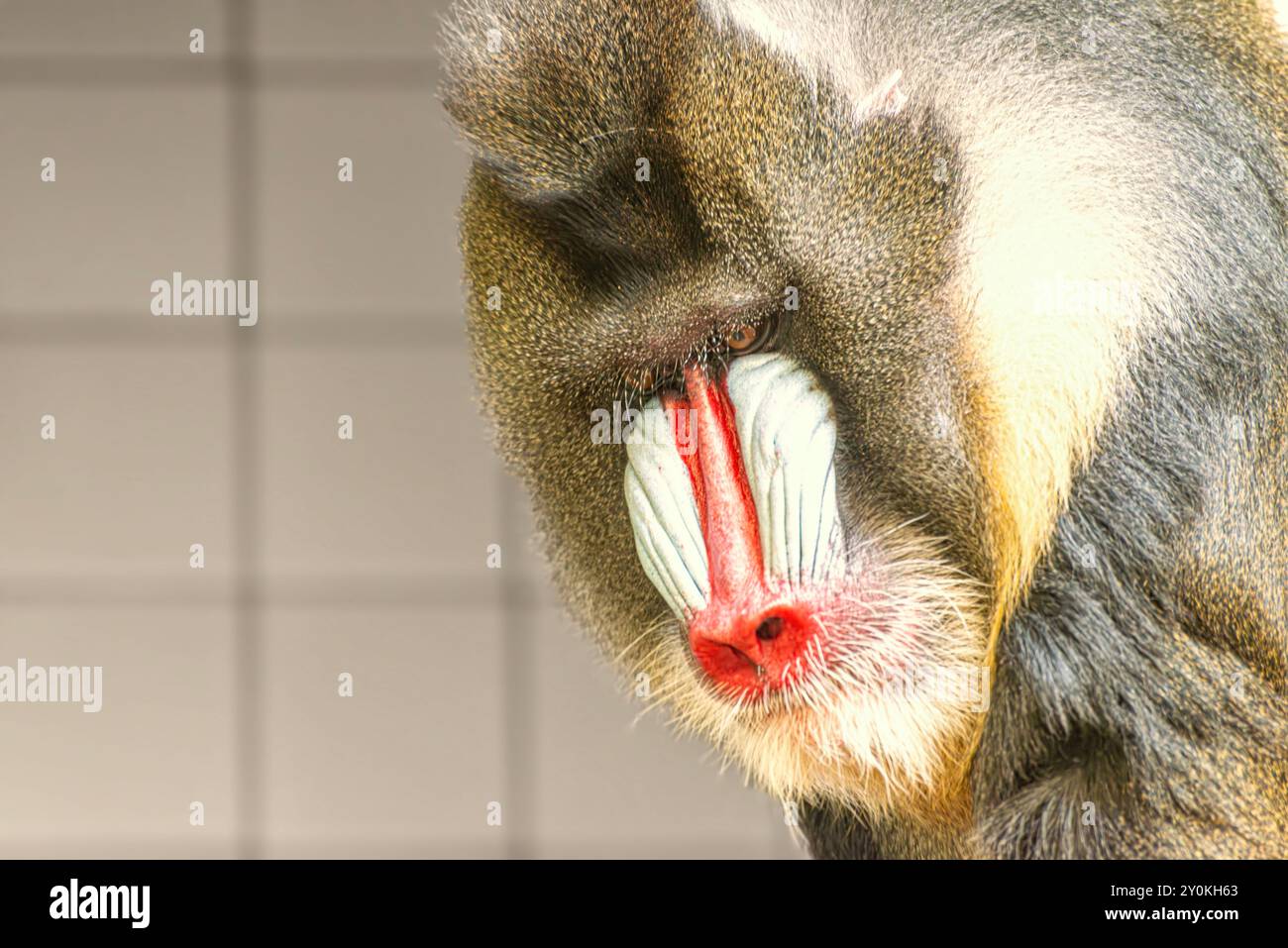 Le babouin hamadryas est une espèce de babouin dans la famille des singes de l'ancien monde.monkeypox mpox Banque D'Images