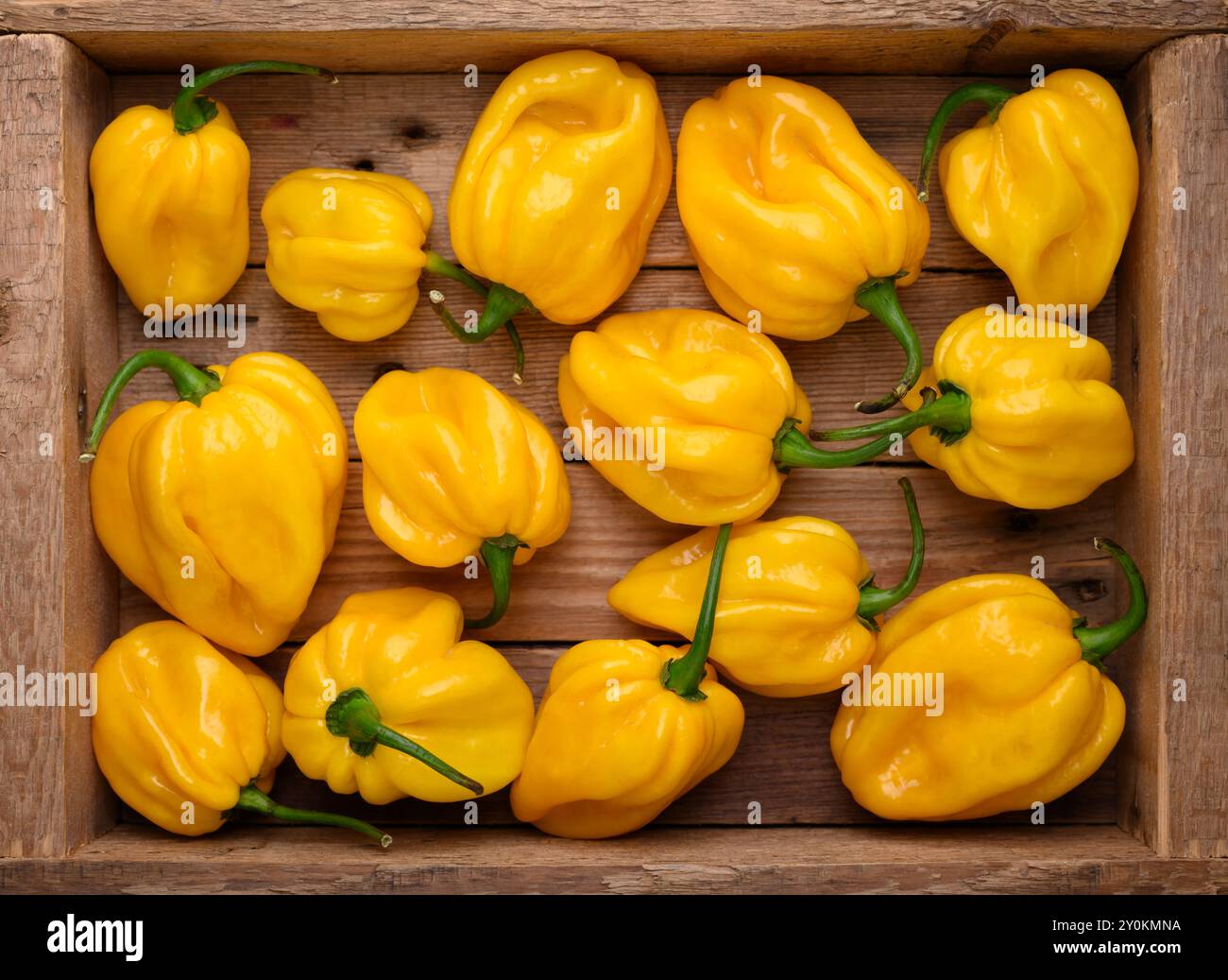 Poivrons habanero jaunes mûrs (capsicum chinense) dans une boîte en bois gros plan. Poivrons mexicains très chauds Banque D'Images