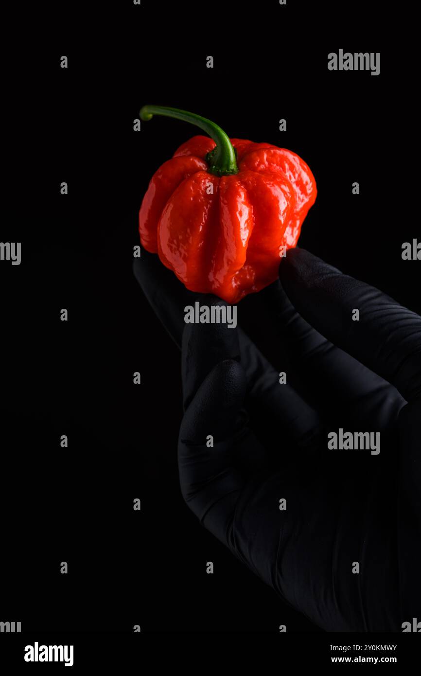 Poivre rouge habanero mûri (capsicum chinense) à la main dans un gant protecteur sur fond noir. Les poivrons mexicains très chauds se rapprochent Banque D'Images