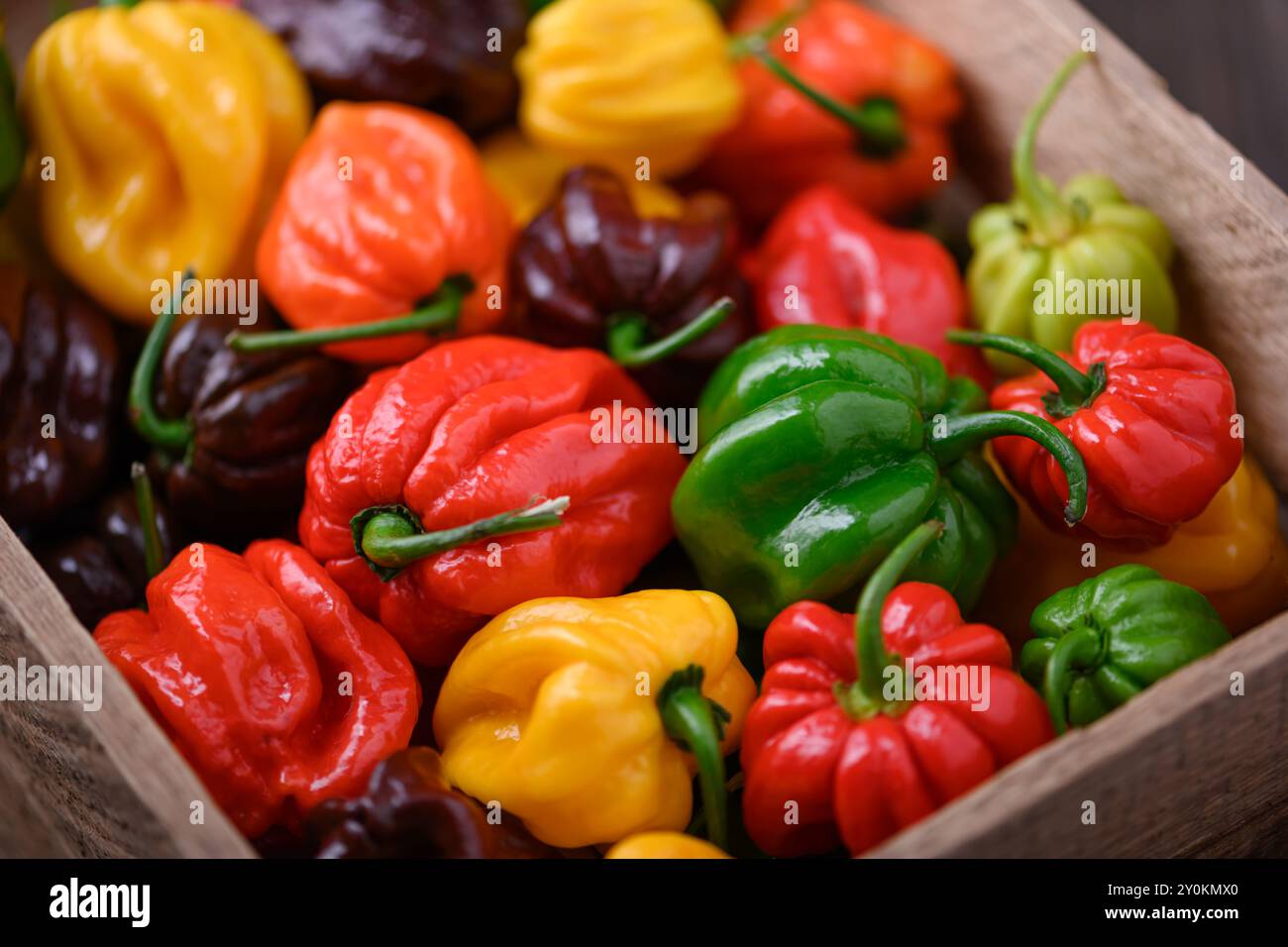 Poivrons habanero multicolores mûrs (capsicum chinense) dans une boîte en bois gros plan. Poivrons mexicains très chauds Banque D'Images
