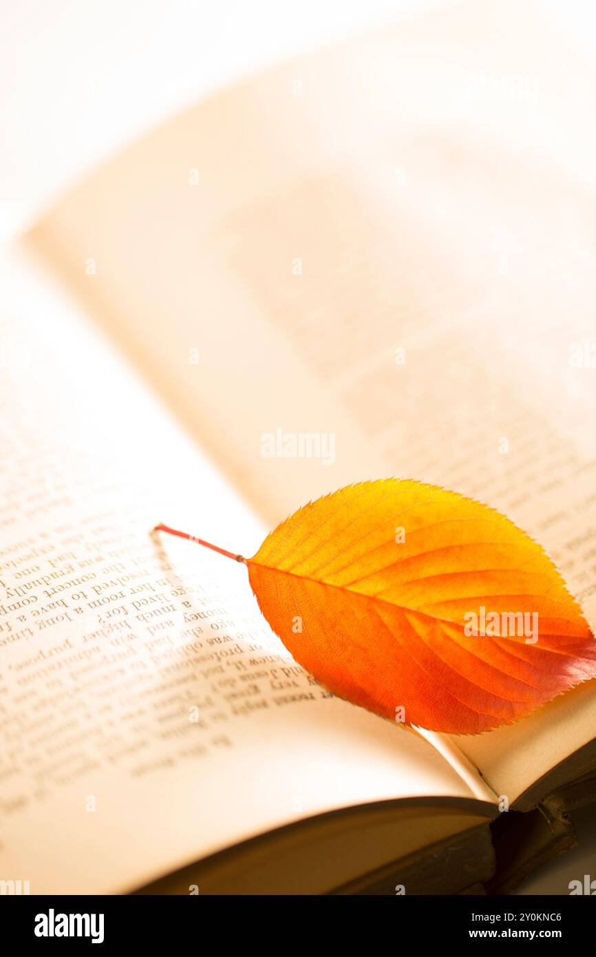 Vieux livres et feuilles de cerisiers colorés Banque D'Images