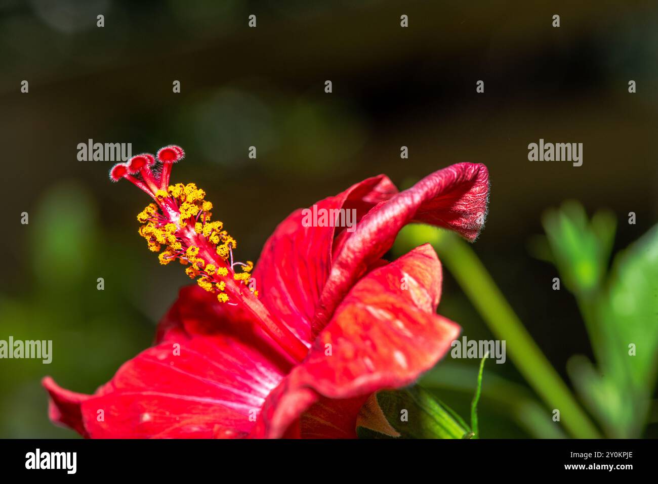 Une superbe photo macro capturant les détails complexes et les étamines vibrantes de l'Hibiscus Rosa Sinensis rouge, également connu sous le nom de Rose chinoise. Banque D'Images