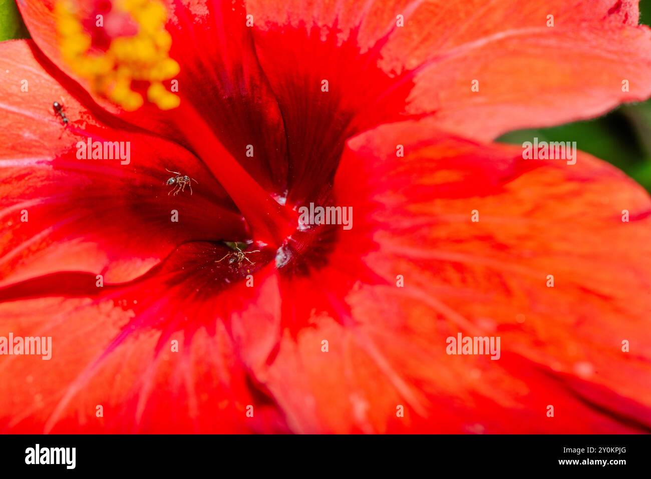 Une superbe photo macro capturant les détails complexes et les étamines vibrantes de l'Hibiscus Rosa Sinensis rouge, également connu sous le nom de Rose chinoise. Banque D'Images
