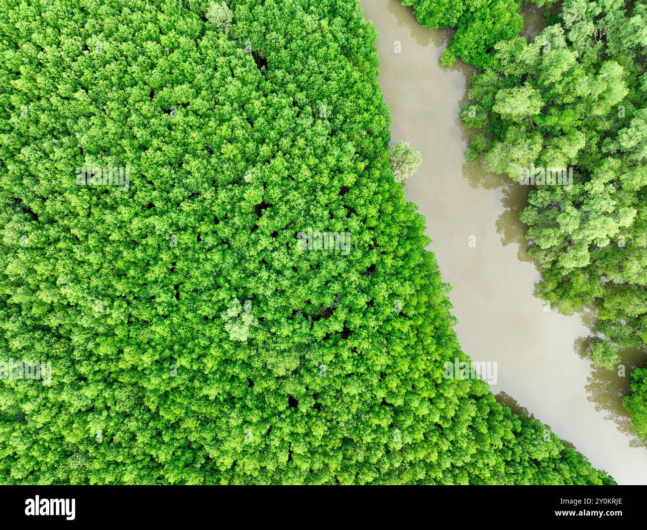 Vue aérienne forêt de mangroves vertes. Puits de carbone naturel. Les mangroves captent le CO2. Écosystèmes de carbone bleu. Les mangroves absorbent les émissions de dioxyde de carbone Banque D'Images