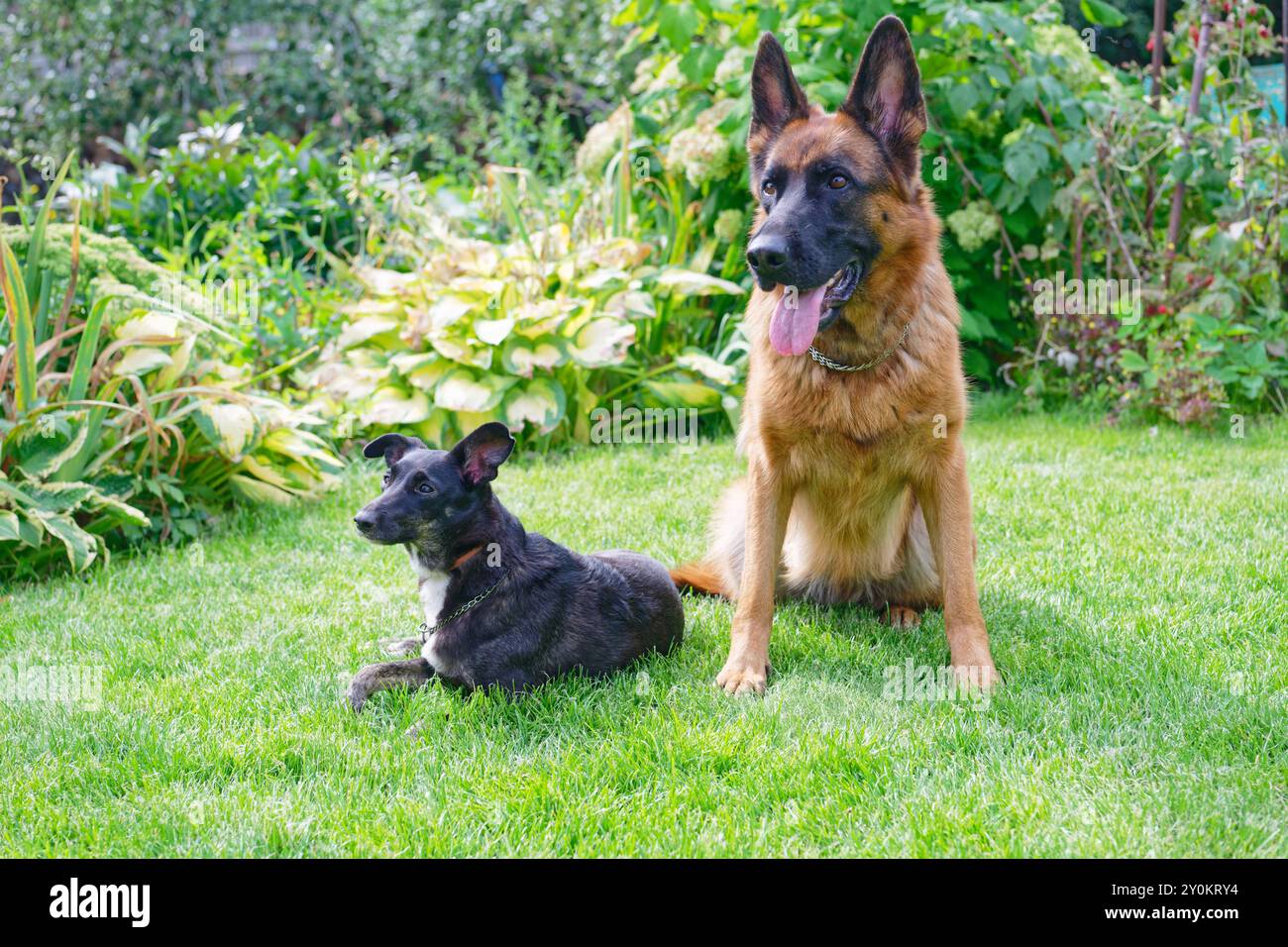 Deux chiens sur l'herbe verte le jour ensoleillé Banque D'Images