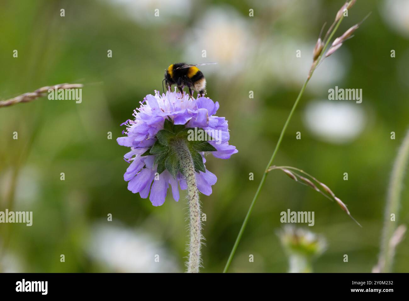 Buff Tail Bumblebee se nourrissant d'un champ Scabious. Conty Durham, Angleterre, Royaume-Uni. Banque D'Images