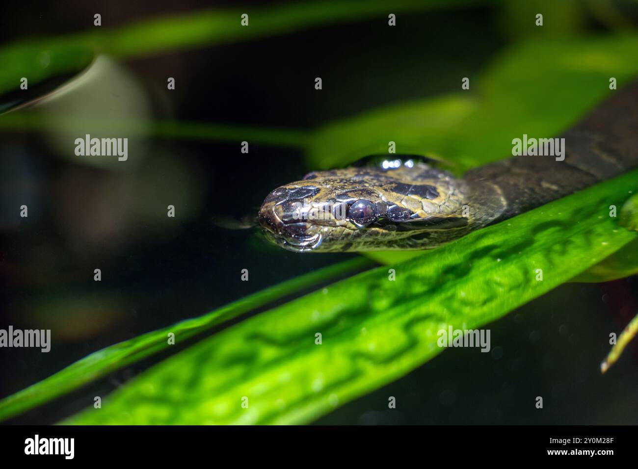 Petit serpent kukri rayé, Oligodon fasciolatus nage dans l'eau Banque D'Images