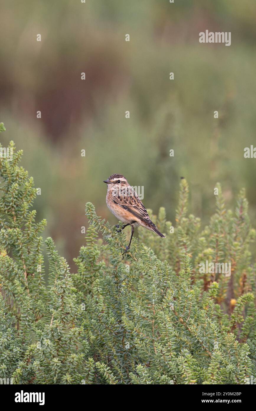 Whinchat (Saxicola rubetra) femelle/premier hiver sur arbuste Seablite (Suaeda vera) Norfolk septembre 2024 Banque D'Images