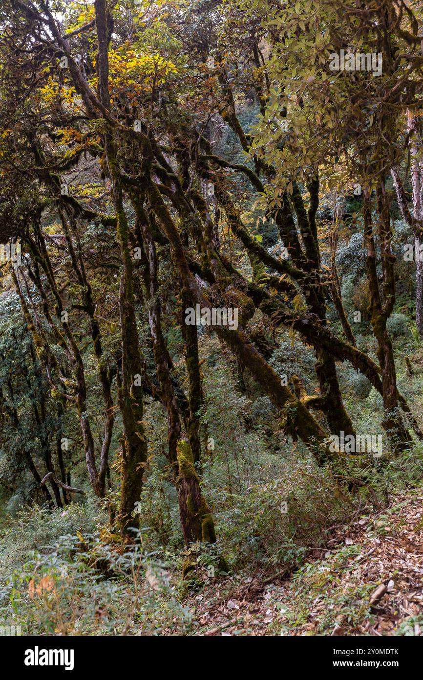 Rhododendrons couverts de mousse le long de la randonnée de Lungchutse, Thimpu, Bhoutan. Banque D'Images