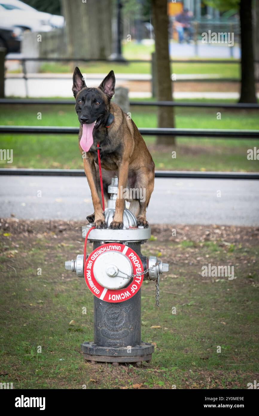 Un chien bien dressé (Malinois ?) Il se trouve au sommet d'une bouche d'incendie à Kensico Dam Plaza, Valhalla, New York. Banque D'Images