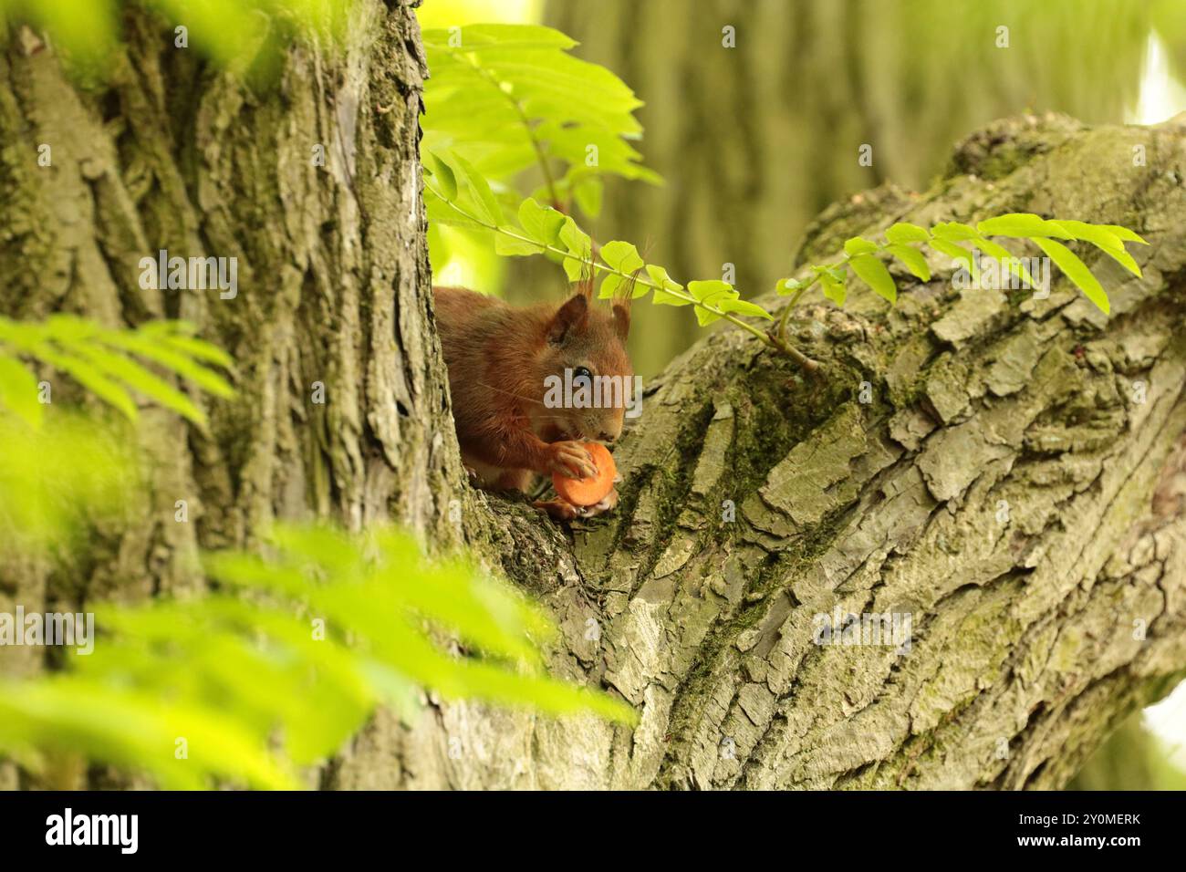 Écureuil rouge se nourrissant d'une tranche de carotte perchée dans un arbre dans un parc. Banque D'Images