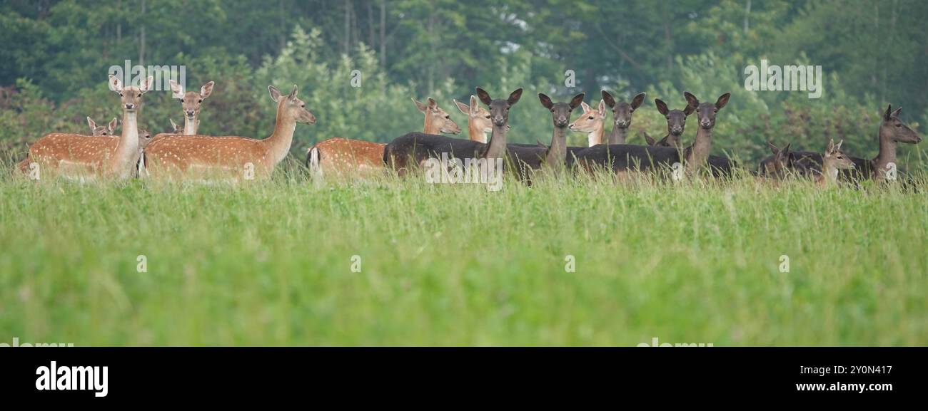 Summer UK, Alert Fallow Deer Group Banque D'Images