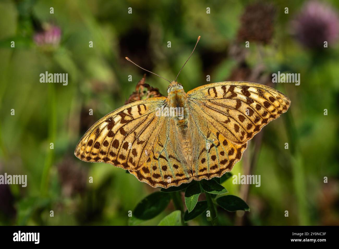 Image rapprochée du cardinal, un papillon orange et noir, assis sur une fleur de trèfle dans un pré par une journée d'été ensoleillée. Banque D'Images