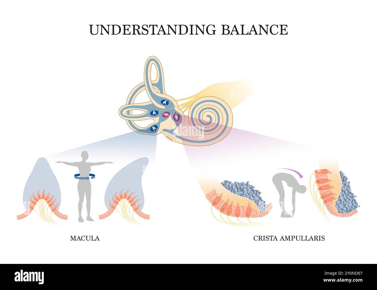 L'oreille interne : comprendre le système d'équilibre Banque D'Images