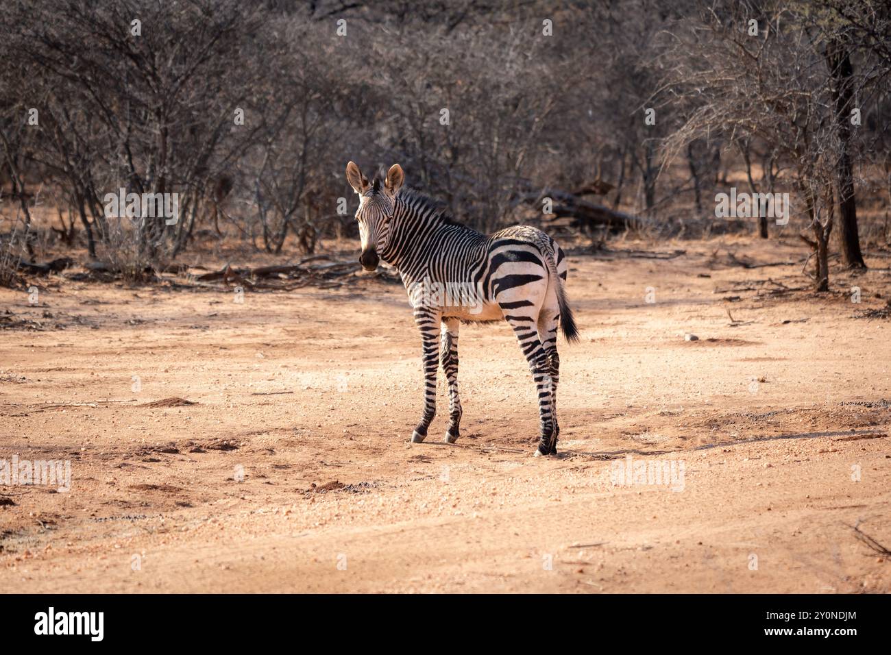 Un bébé zèbre regardant par-dessus son épaule la caméra dans la campagne aride du nord de la Namibie Banque D'Images