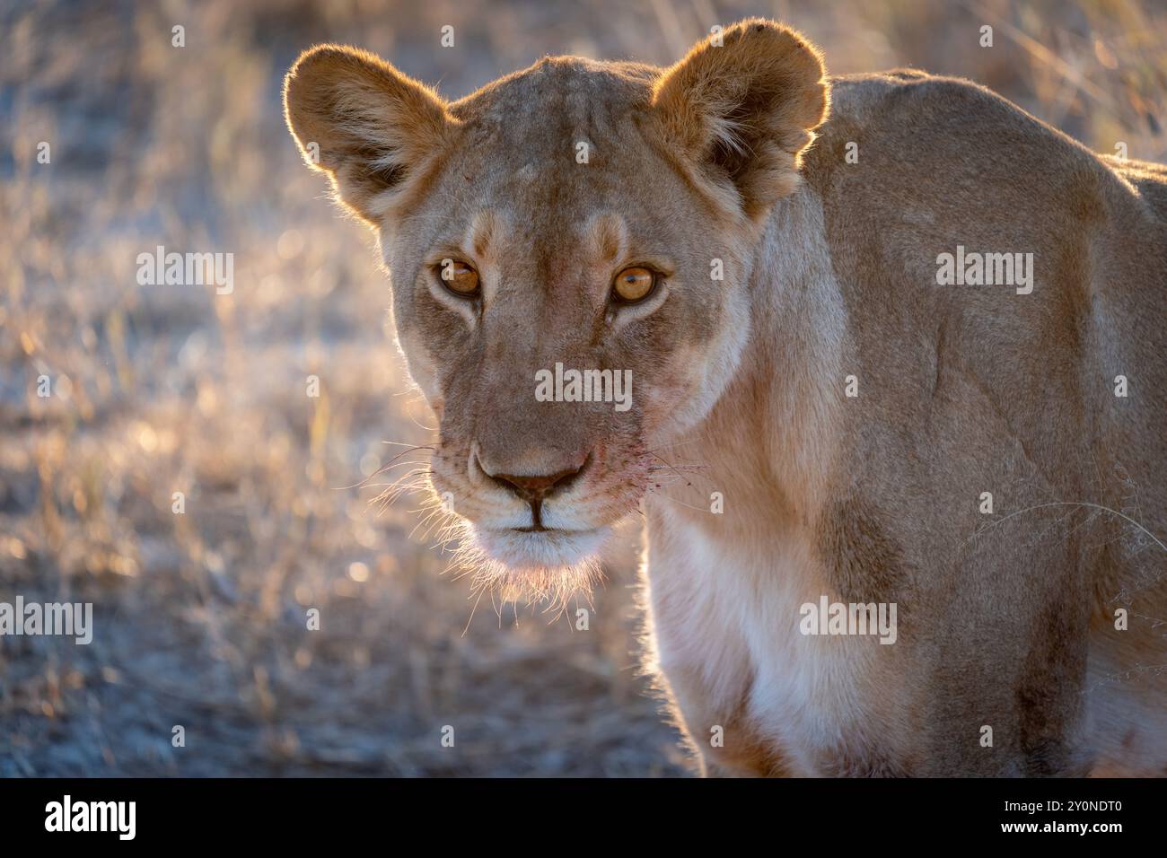 Portrait en gros plan d'une lion femelle qui est contre-éclairée par le soleil couchant sur les plaines du parc national d'Etosha, en Namibie Banque D'Images