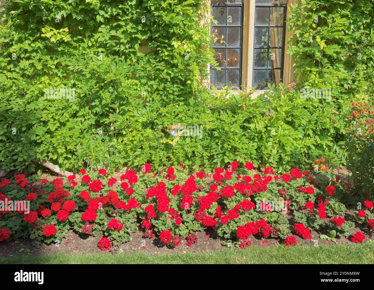 Parterre de fleurs et plante grimpante, dans le jardin du quad avant, à l'extérieur de l'ancienne bibliothèque du Balliol College de l'Université d'Oxford, fondée en 1263 Banque D'Images