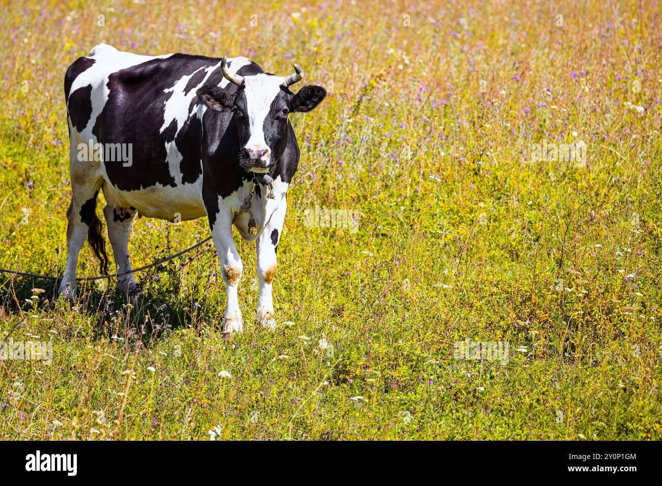 vache avec des taches noires et blanches sur un fond de champ. vache bicolore en pâturage. vache en laisse Banque D'Images