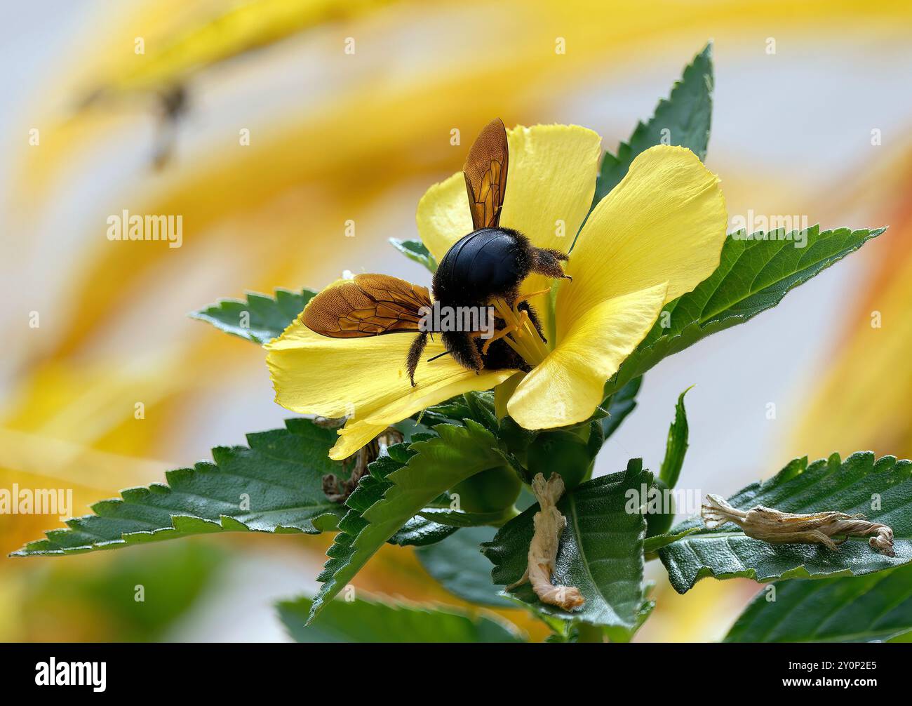 Galápagos Carpenter Bee, abeille charpentière des Galapagos, Xylocopa darwini, galápagosi ácsméh, Isabela Island, Galápagos, Equateur, Amérique du Sud Banque D'Images