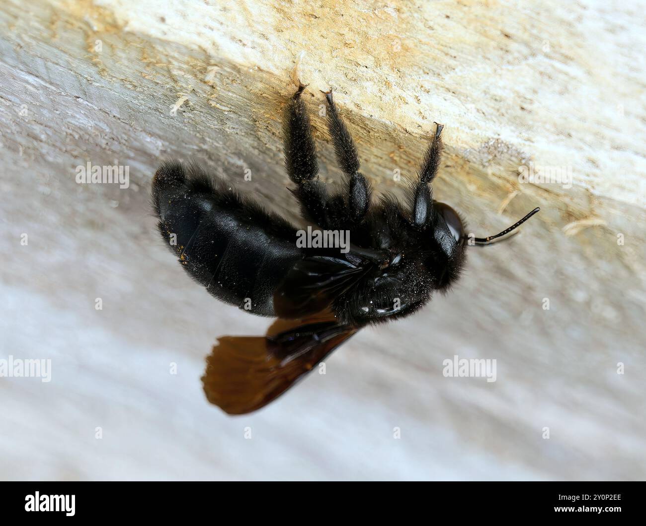 Galápagos Carpenter Bee, abeille charpentière des Galapagos, Xylocopa darwini, galápagosi ácsméh, Isabela Island, Galápagos, Equateur, Amérique du Sud Banque D'Images