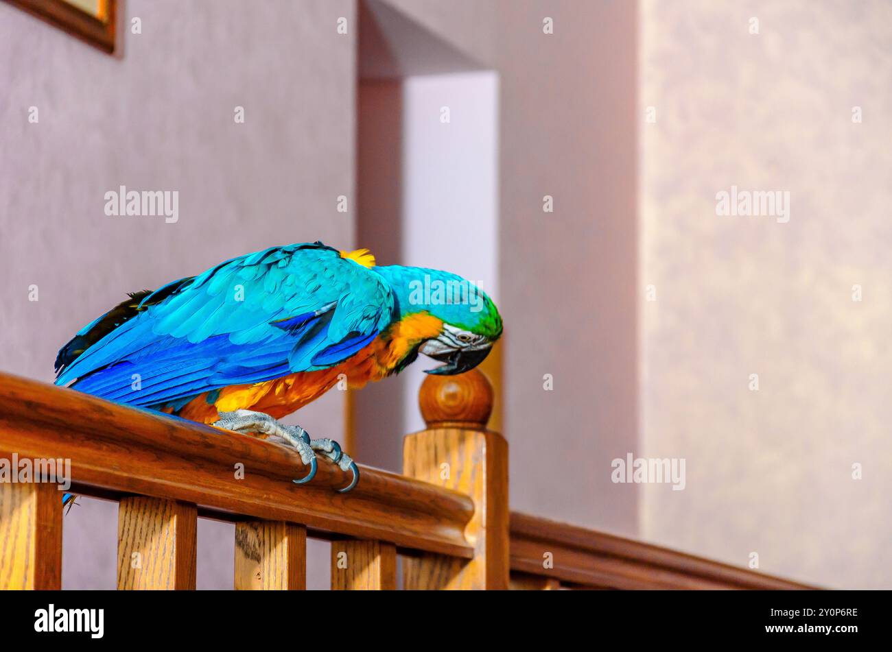 Perroquet de macas avec plumage coloré se trouve sur une balustrade dans une maison contre un fond de mur Banque D'Images