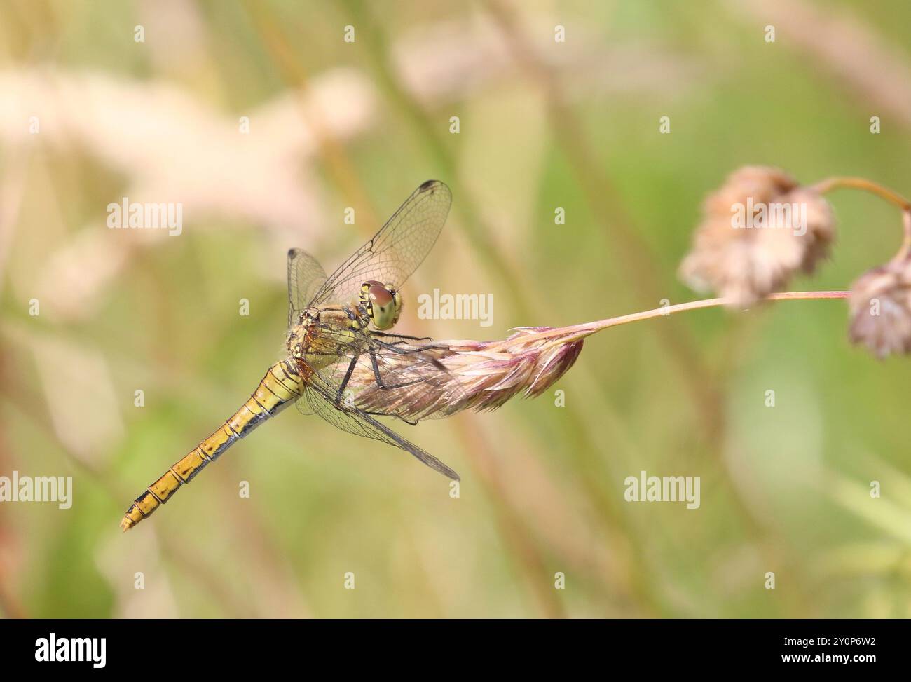 Ruddy Darter Dragonfly femelle - Sympetrum sanguineum Banque D'Images