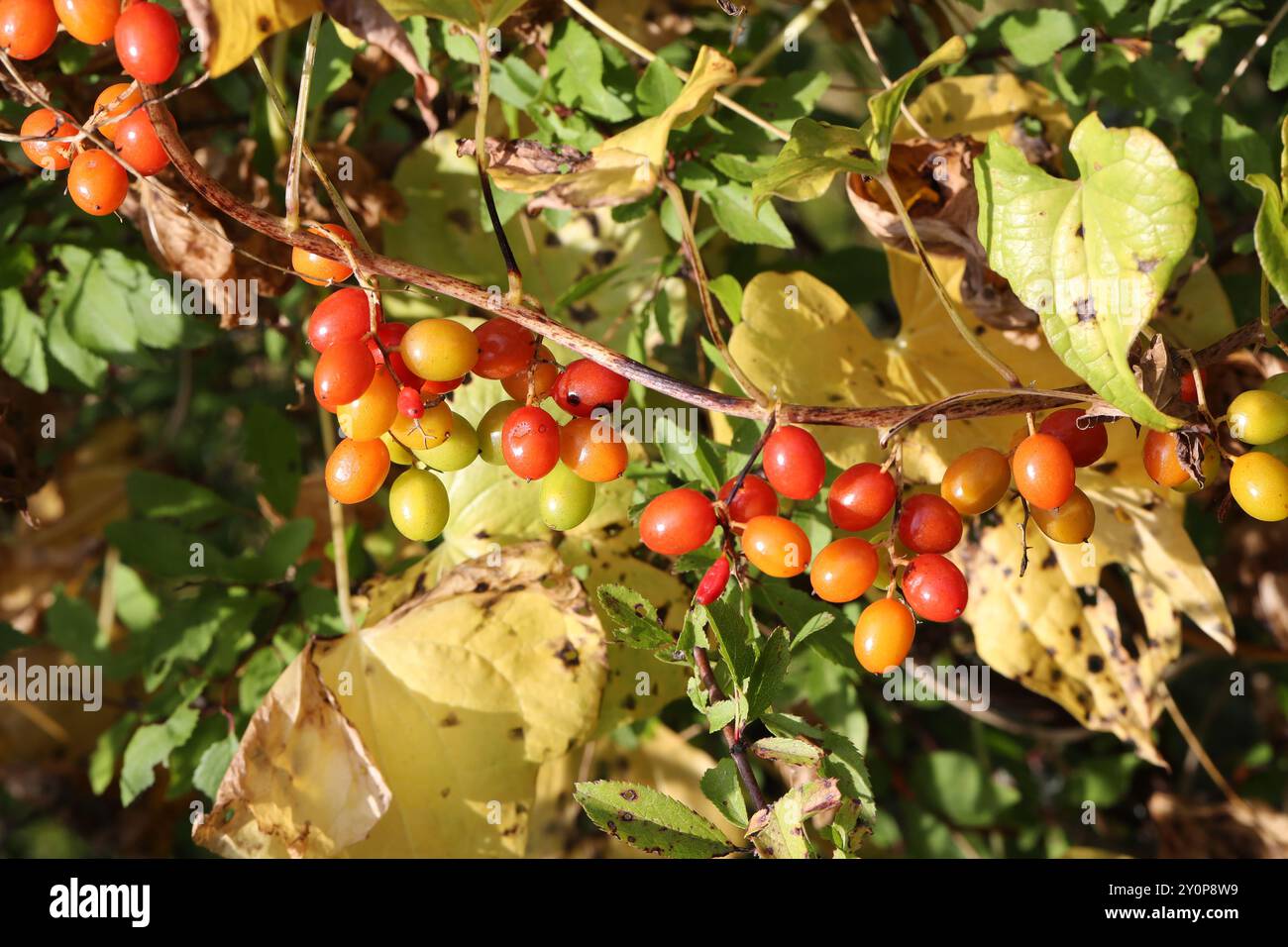 Bryony Berries, Lady's-Seal ou Black Bindweed, Tamus communis, Dioscoreaceae. Totternhoe Knolls, Chilterns, Bedfordshire, Royaume-Uni. Banque D'Images