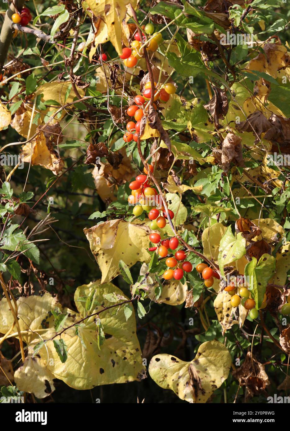 Bryony Berries, Lady's-Seal ou Black Bindweed, Tamus communis, Dioscoreaceae. Totternhoe Knolls, Chilterns, Bedfordshire, Royaume-Uni. Banque D'Images