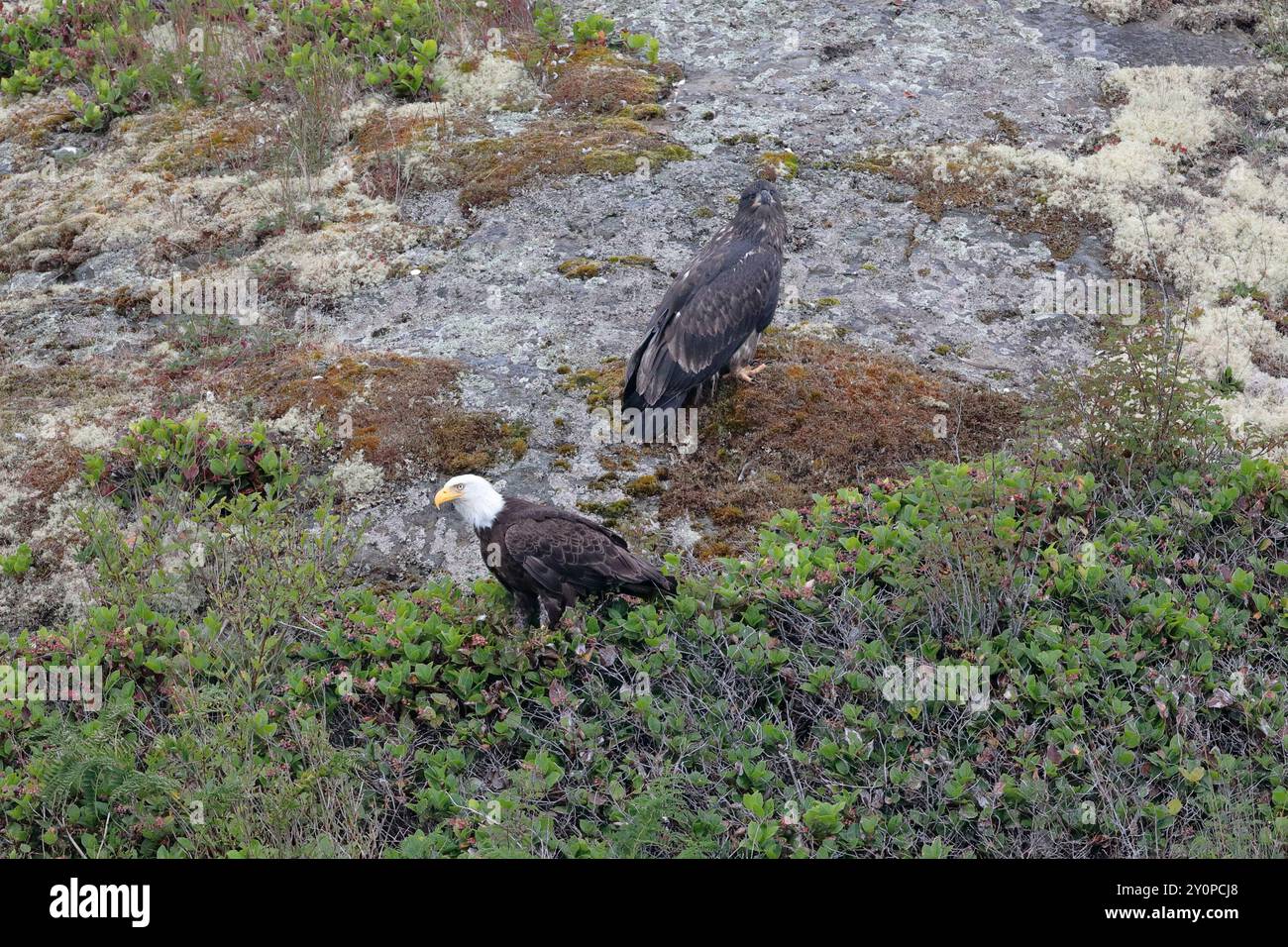 Aigle chauve adulte et juvénile (Haliaeetus leucocephalus) debout sur une pente rocheuse Banque D'Images