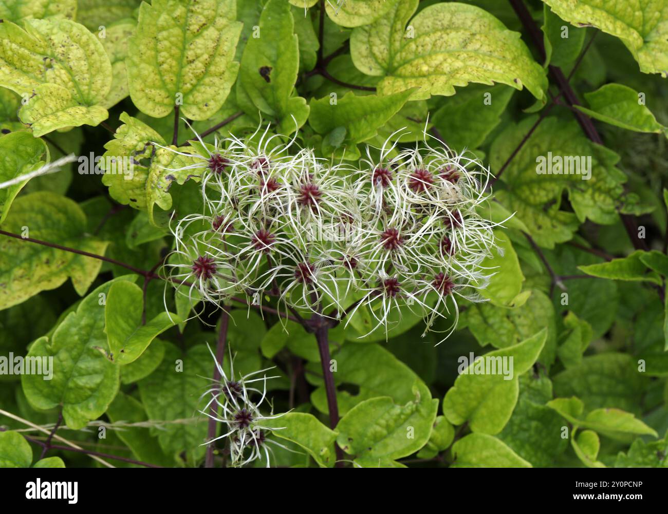 Graines de Old Man's Beard ou Traveller's Joy, Clematis vitalba, Ranunculaceae. ROYAUME-UNI. C'est une plante envahissante dans de nombreux endroits. Banque D'Images