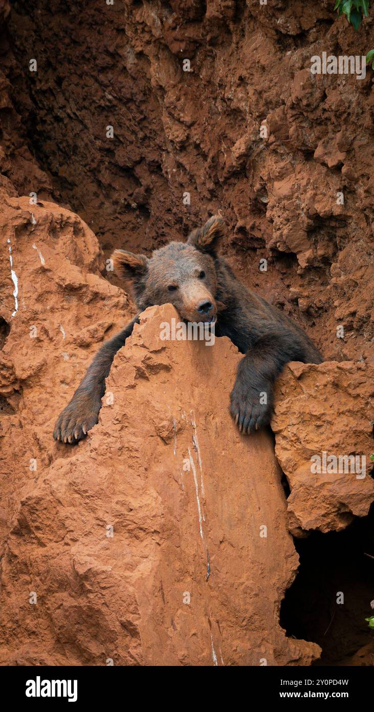 Ours brun mâle reposant sur un rocher dans son environnement naturel Banque D'Images