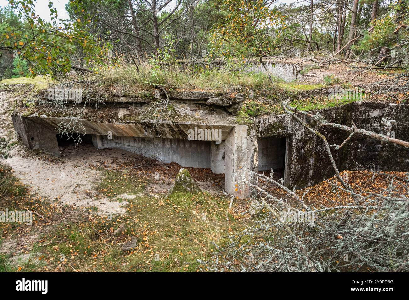 Vieille côte Batareya Raul dans le parc national Curonian Spit. Morskoe. Région de Kaliningrad. Russie Banque D'Images