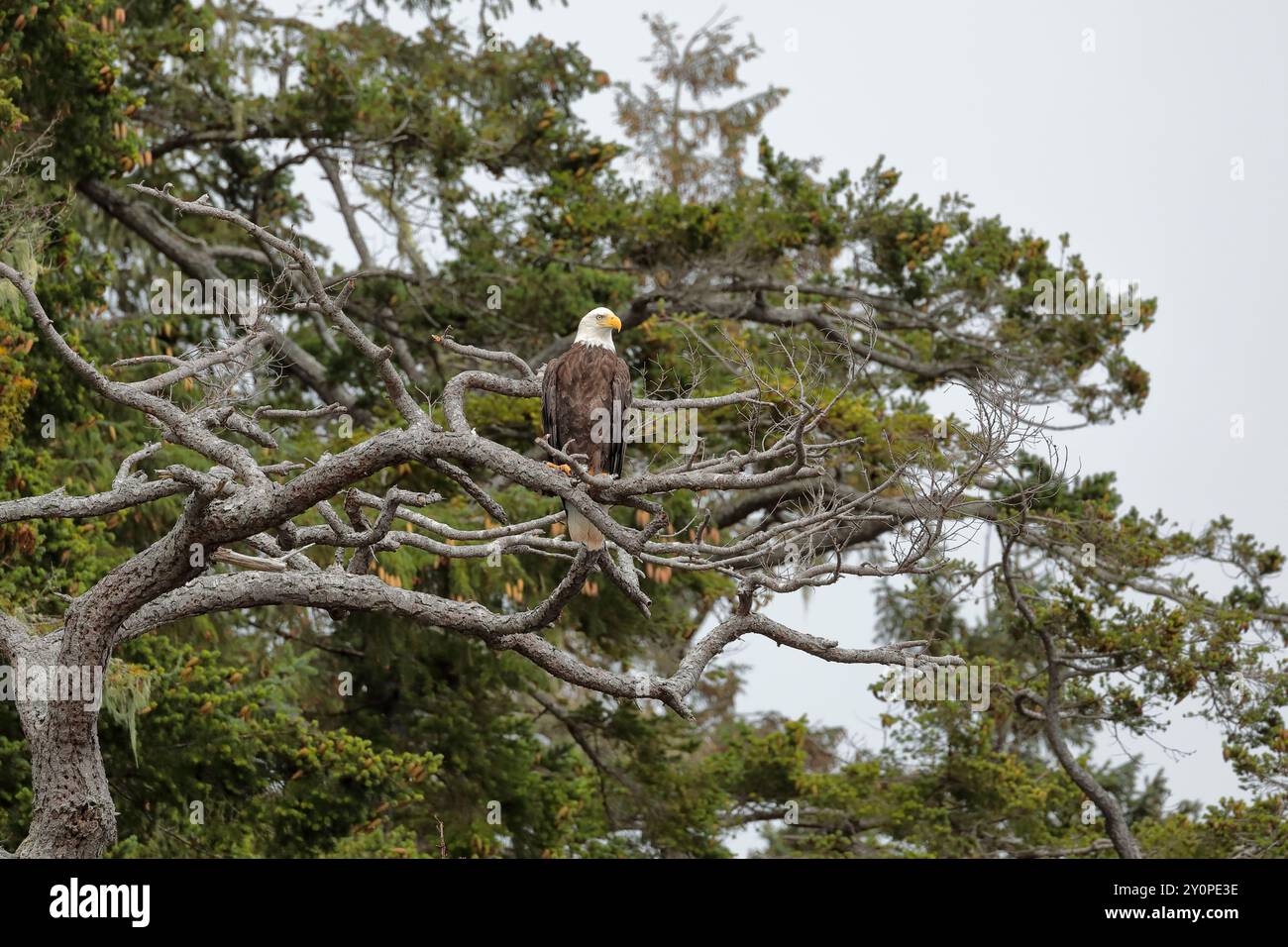 Aigle à tête blanche (Haliaeetus leucocephalus) perché dans un arbre Banque D'Images