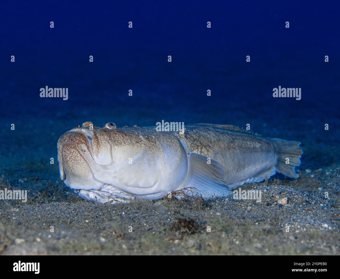 Uranoscopus scaber poisson a un appât dans sa bouche qui utilisent chasser ses proies. Banque D'Images