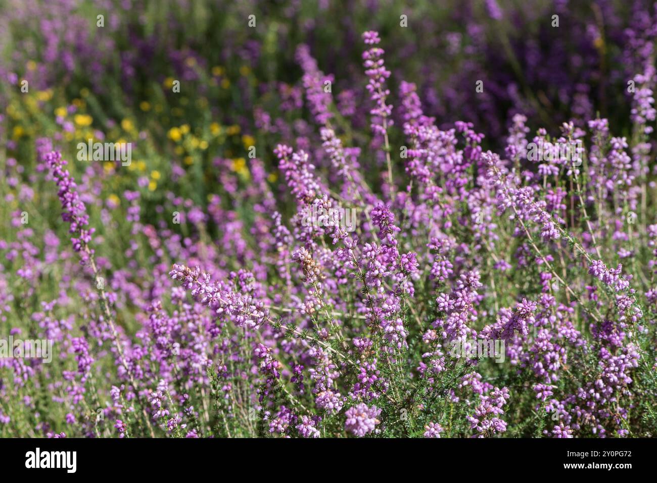 Floraison Heather croisée (Erica tetralix) sur Chobham Common, Surrey Banque D'Images