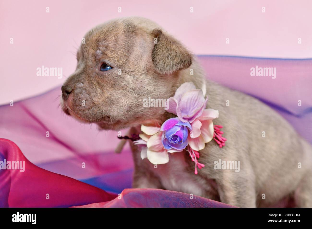Quatre semaines jeune chiot bouledogue français Brindle lilac de race pure avec long nez en tissu tulle Banque D'Images