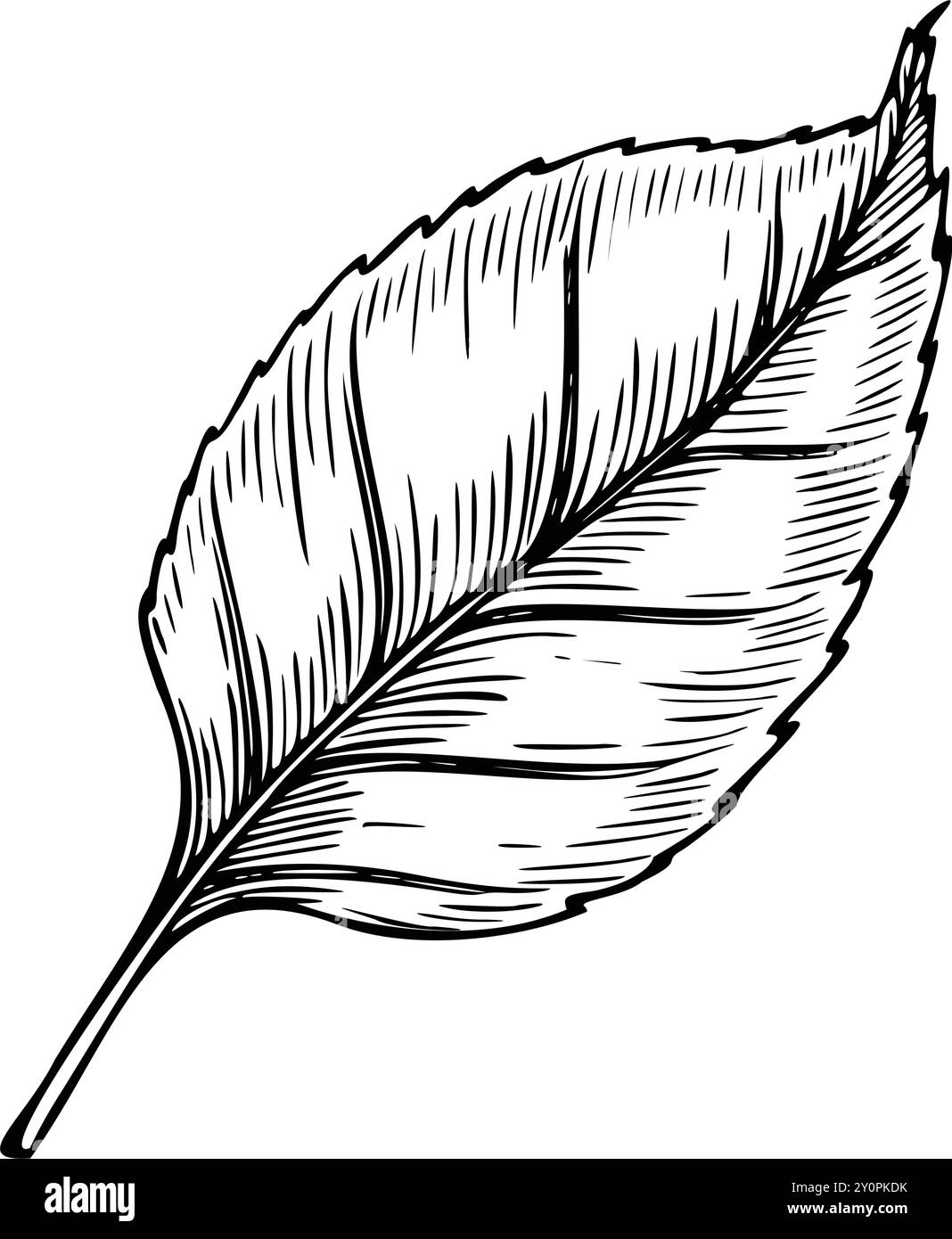 Illustration vectorielle d'une feuille d'automne. Dessin linéaire pf élément botanique sur fond isolé. Esquisse dessinée à la main de la plante d'automne pour la conception de récolte ou les cartes de voeux. Gravure noire. Illustration de Vecteur