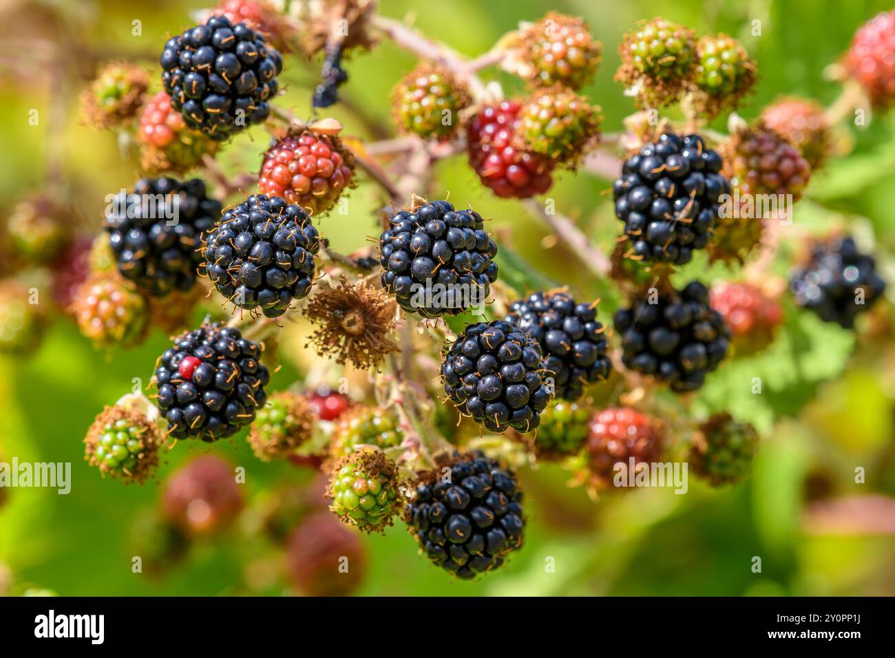 Le fruit mûrissant de la mûre de l'Himalaya (Rubus armeniacus) très invasive. Banque D'Images